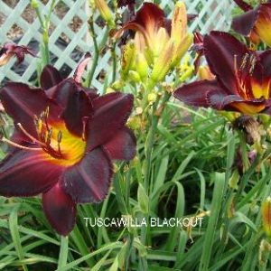 TUSCAWILLA BLACKOUT