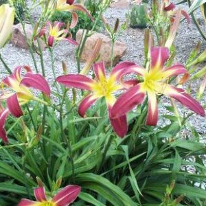 WATCHYL PROTEAN SPIDER