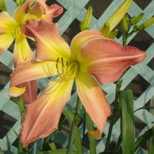 WEBSTER'S PINK WONDER