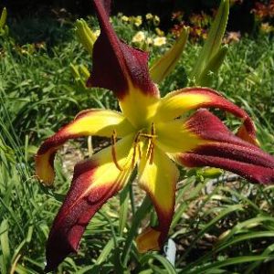 WEBSTER'S THUNDERBOLT