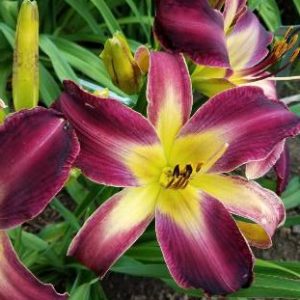 WELL HELLO BEAUTIFUL