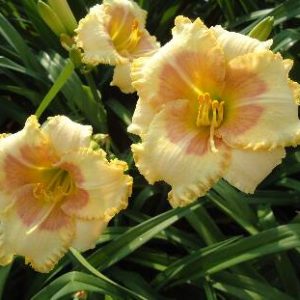 WELLSPRING OF WISDOM