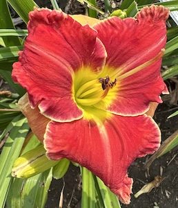 WHIPPED CREAM AND STRAWBERRIES
