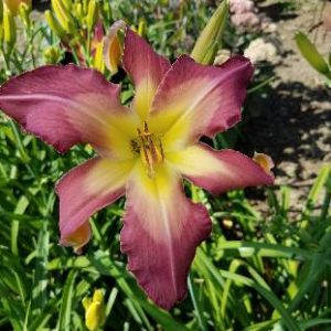 WHITE EYES PINK DRAGON