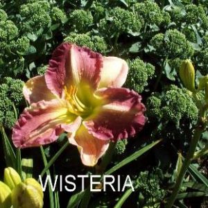 WISTERIA