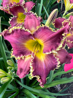 WHAT FRIENDS CAN DO - Image 3