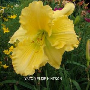 YAZOO ELSIE HINTSON